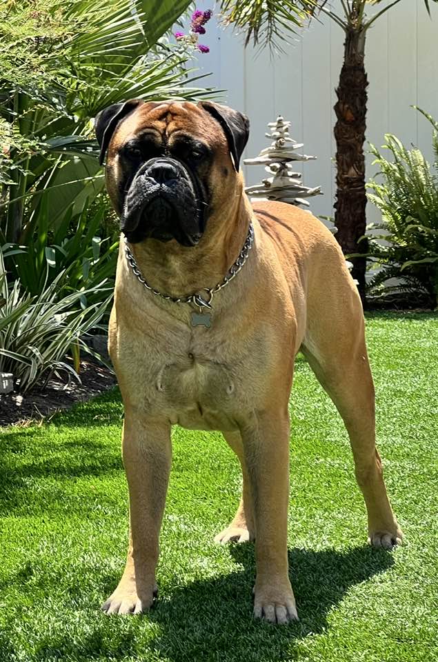 Scout our trained BullMastiff is available for film, TV, and events